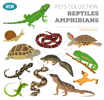 Pet reptiles and amphibians icon set flat style isolated on white. House keeping this animals collection. Create own infographic about pets. Vector illustration