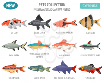 Freshwater aquarium fishes breeds icon set flat style isolated on white. Cyprinids. Create own infographic about pets. Vector illustration