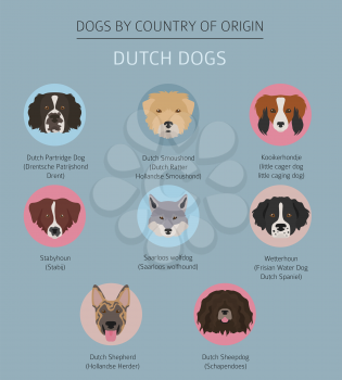 Dogs by country of origin. Dutch (Holland) dog breeds. Infographic template. Vector illustration