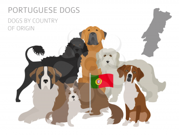 Dogs by country of origin. Portuguese dog breeds. Infographic template. Vector illustration