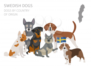 Dogs by country of origin. Swedish dog breeds. Infographic template. Vector illustration