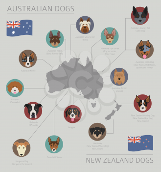 Dogs by country of origin. Australian dog breeds, New Zealand dogs. Infographic template. Vector illustration