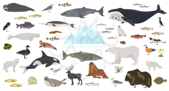 Ice sheet and polar desert biome. Terrestrial ecosystem world map. Arctic animals, birds, fish and plants infographic design. Vector illustration