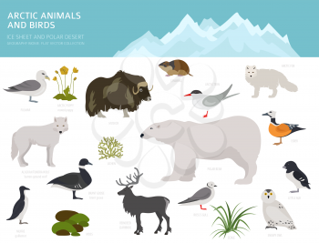 Ice sheet and polar desert biome. Terrestrial ecosystem world map. Arctic animals, birds, fish and plants infographic design. Vector illustration