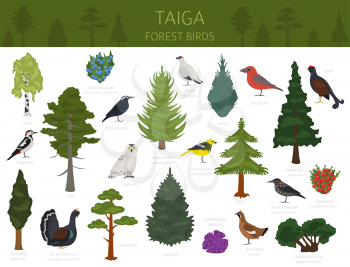 Taiga biome, boreal snow forest. Terrestrial ecosystem world map. Animals, birds, fish and plants infographic design. Vector illustration