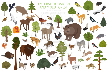 Temperate broadleaf forest and mixed forest biome. Terrestrial ecosystem world map. Animals, birds and plants set. 3d isometric graphic design. Vector illustration