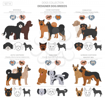 Designer dogs, crossbreed, hybrid mix pooches collection isolated on white. Flat style clipart set. Vector illustration