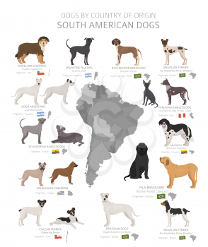 Dogs by country of origin. South American dog breeds. Shepherds, hunting, herding, toy, working and service dogs  set.  Vector illustration