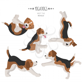 Yoga dogs poses and exercises. Beagle clipart. Vector illustration