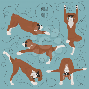 Yoga dogs poses and exercises. Boxer dog clipart. Vector illustration