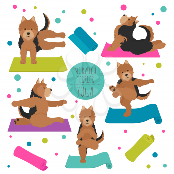 Yoga dogs poses and exercises. Norwich terrier clipart. Vector illustration
