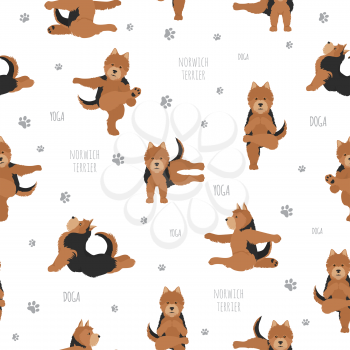 Yoga dogs poses and exercises. Norwich terrier seamless pattern. Vector illustration