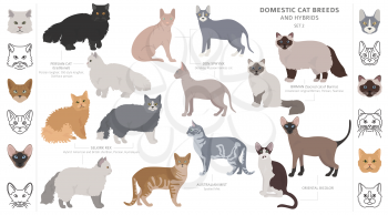 Domestic cat breeds and hybrids collection isolated on white. Flat style set. Different color and country of origin. Vector illustration