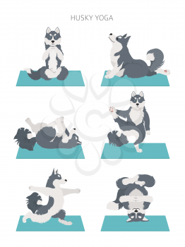 Yoga dogs poses and exercises. Siberian husky and Alaskan husky clipart. Vector illustration