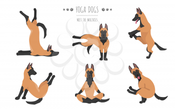 Yoga dogs poses and exercises poster design. Belgian malinois clipart. Vector illustration