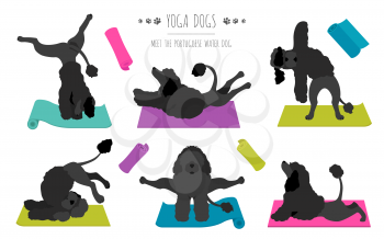 Yoga dogs poses and exercises poster design. Portuguese water dog  clipart. Vector illustration