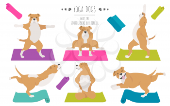Yoga dogs poses and exercises poster design. Staffordshire bull terrier clipart. Vector illustration