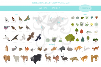 Apine tundra biome, natural region isometric infographic. Terrestrial ecosystem world map. Animals, birds and plants design set. Vector illustration