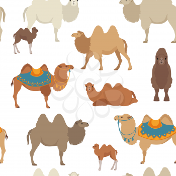 Camelids family collection. Bactrian camel infographic design. Vector illustration