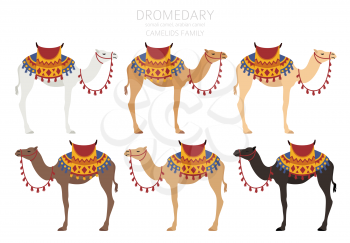 Camelids family collection. Dromedary camel infographic design. Vector illustration