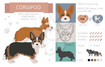 Designer dogs, crossbreed, hybrid mix pooches collection isolated on white. Corgipoo flat style clipart infographic. Vector illustration