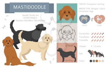 Designer dogs, crossbreed, hybrid mix pooches collection isolated on white. Mastidoodle flat style clipart infographic. Vector illustration