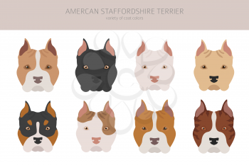 American staffordshire terrier dogs set. Color varieties, different poses. Dogs infographic collection. Vector illustration