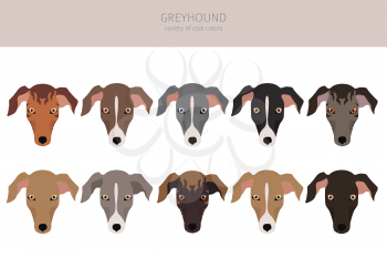 English greyhound dogs different coat colors. Greyhounds characters set.  Vector illustration
