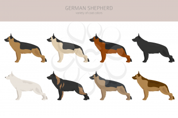 German shepherd dogs different coat colors. Shepherd characters set.  Vector illustration