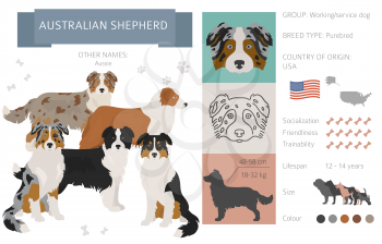 Australian shepherd dog isolated on white. Characteristic, color varieties, temperament info. Dogs infographic collection. Vector illustration