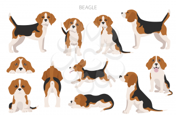 Beagle infographic. Different poses, Beagle puppy.  Vector illustration