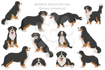 Bernese mountain dog infographic. Different poses, Bernese sennenhund puppy.  Vector illustration