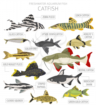 Catfish. Freshwater aquarium fish icon set flat style isolated on white.  Vector illustration