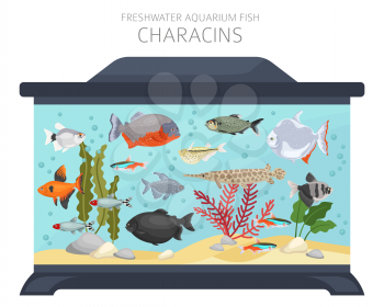 Characins fish. Freshwater aquarium fish icon set flat style isolated on white.  Vector illustration