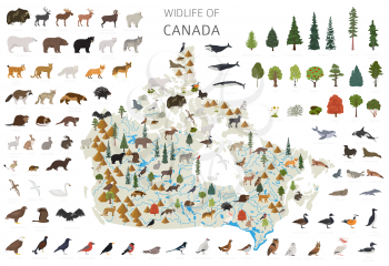 Flat design of Canada wildlife. Animals, birds and plants constructor elements isolated on white set. Build your own geography infographics collection. Vector illustration