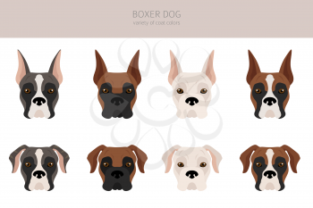 Boxer dog clipart. Different poses, coat colors set.  Vector illustration