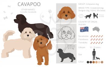 Cavapoo mix breed clipart. Different poses, coat colors set.  Vector illustration