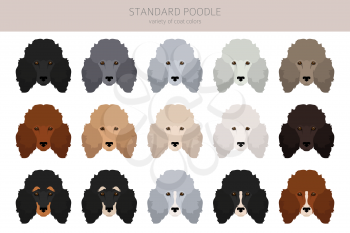 Standard poodle clipart. Different poses, coat colors set.  Vector illustration