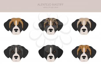 Alentejo mastiff all colours clipart. Different coat colors set.  Vector illustration
