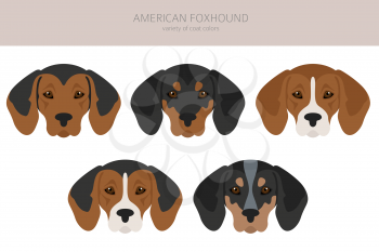 American foxhound all colours clipart. Different coat colors set.  Vector illustration