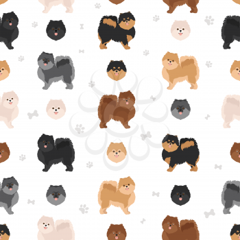 Pomeranian German spitz seamless pattern. Different poses, coat colors set.  Vector illustration