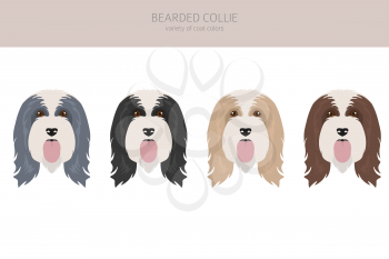 Bearded collie clipart. Different coat colors and poses set.  Vector illustration