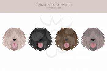 Bergamasco shepherd clipart. Different coat colors and poses set.  Vector illustration