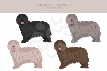 Bergamasco shepherd clipart. Different coat colors and poses set.  Vector illustration