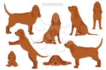 Bloodhound clipart. Different coat colors and poses set.  Vector illustration