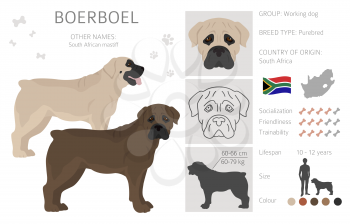 Boerboel clipart. Different coat colors and poses set.  Vector illustration