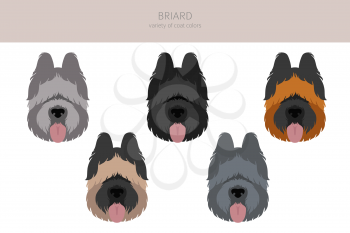 Briard clipart. Different coat colors and poses set.  Vector illustration