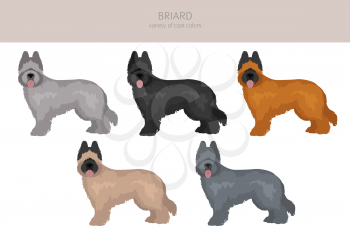 Briard clipart. Different coat colors and poses set.  Vector illustration
