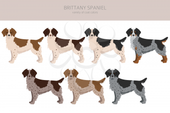 Brittany spaneil color varieties clipart. Different poses set. Dog infographics collection. Vector illustration