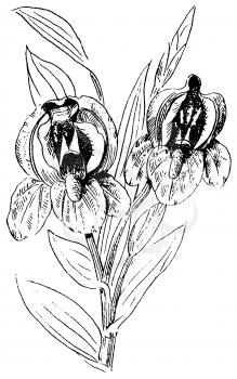Royalty Free Clipart Image of an Iris